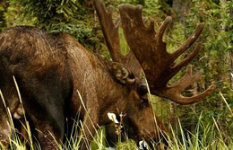 Alaska, Nordamerika, USA: Elch mit groem Geweih
